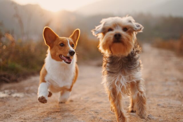 Two pets, a corgi and a terrier, joyfully run toward the camera on a dirt path. The sun sets in the background, casting a warm glow over the scene. The corgi looks to the side while the terrier looks forward.