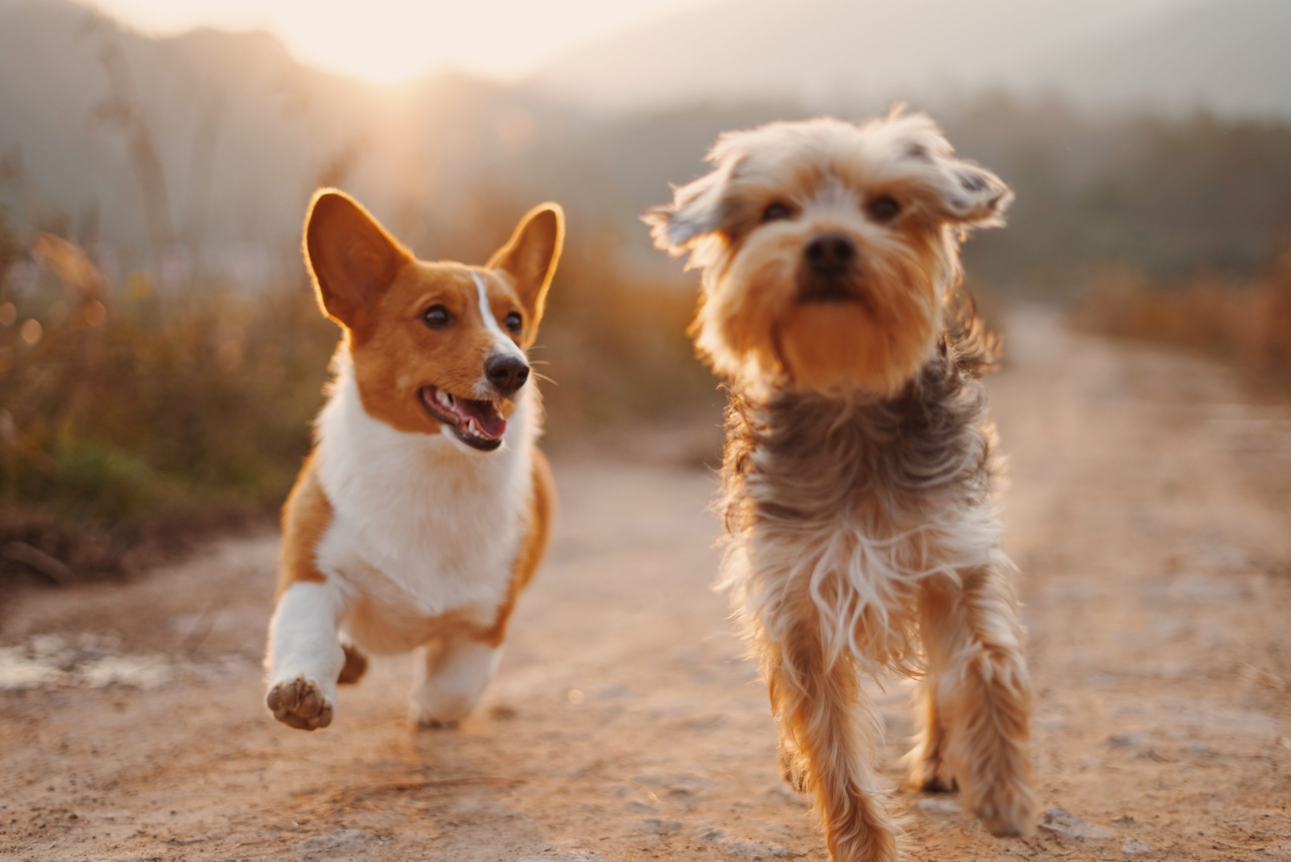 Two pets, a corgi and a terrier, joyfully run toward the camera on a dirt path. The sun sets in the background, casting a warm glow over the scene. The corgi looks to the side while the terrier looks forward.
