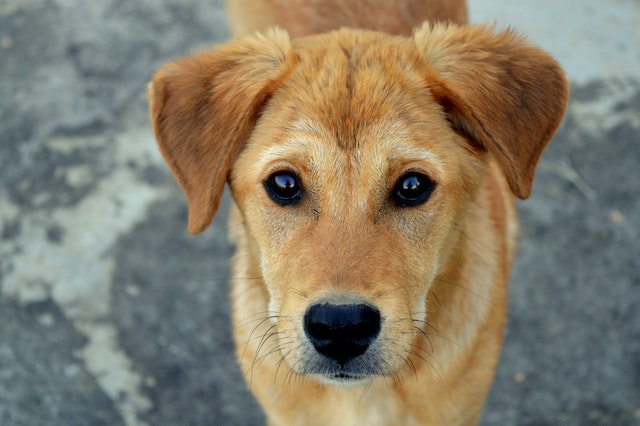tan puppy